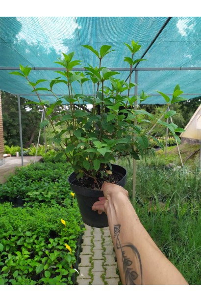 Гортензія Сандей Фрейз - 3л/вис.35-45см/Ø20-30см